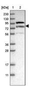 E3 ubiquitin-protein ligase LRSAM1 antibody, PA5-54527, Invitrogen Antibodies, Western Blot image 