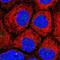 NAD(P)HX Dehydratase antibody, NBP1-87916, Novus Biologicals, Immunocytochemistry image 
