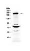 Chromodomain Helicase DNA Binding Protein 2 antibody, PA5-79039, Invitrogen Antibodies, Western Blot image 