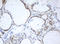 Proline Rich 11 antibody, LS-C788864, Lifespan Biosciences, Immunohistochemistry paraffin image 