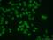 H2A Histone Family Member Z antibody, 16441-1-AP, Proteintech Group, Immunofluorescence image 