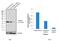 Smith Antigen antibody, MA5-13446, Invitrogen Antibodies, Western Blot image 