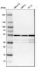 ATP Synthase F1 Subunit Beta antibody, HPA001520, Atlas Antibodies, Western Blot image 