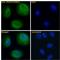 Proteasome Assembly Chaperone 1 antibody, LS-C112794, Lifespan Biosciences, Immunofluorescence image 