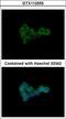 DLTS antibody, LS-C186274, Lifespan Biosciences, Immunocytochemistry image 