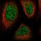 Chromosome 3 Open Reading Frame 33 antibody, HPA037663, Atlas Antibodies, Immunofluorescence image 