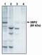 SH3 Domain Binding Protein 2 antibody, PA1-12492, Invitrogen Antibodies, Western Blot image 
