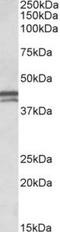 APOL1 antibody, TA311276, Origene, Western Blot image 