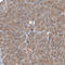 Transmembrane Protein 30A antibody, HPA014561, Atlas Antibodies, Immunohistochemistry paraffin image 