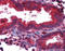 Mtp1 antibody, GTX13516, GeneTex, Immunohistochemistry frozen image 