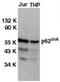 Docking Protein 1 antibody, TA305939, Origene, Western Blot image 