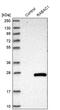 Rab Acceptor 1 antibody, PA5-56078, Invitrogen Antibodies, Western Blot image 