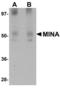 MYC-induced nuclear antigen antibody, LS-B5075, Lifespan Biosciences, Western Blot image 