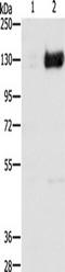 Hypoxia-inducible factor 1-alpha antibody, TA351581, Origene, Western Blot image 
