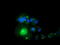 Syntrophin Alpha 1 antibody, TA502040, Origene, Immunofluorescence image 