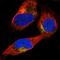 Sperm surface protein Sp17 antibody, HPA037568, Atlas Antibodies, Immunofluorescence image 