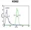 Olfactory Receptor Family 2 Subfamily M Member 3 antibody, abx025955, Abbexa, Western Blot image 