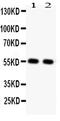 Solute Carrier Family 2 Member 4 antibody, PB9109, Boster Biological Technology, Western Blot image 