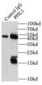 Peptidylprolyl Isomerase Like 1 antibody, FNab06679, FineTest, Immunoprecipitation image 