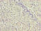 Chromosome 9 Open Reading Frame 64 antibody, LS-C395464, Lifespan Biosciences, Immunohistochemistry paraffin image 