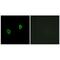 Ribosomal Protein S9 antibody, PA5-49950, Invitrogen Antibodies, Immunofluorescence image 