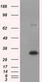 Nitrilase homolog 1 antibody, TA501084, Origene, Western Blot image 