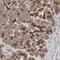 Small ArfGAP2 antibody, NBP1-80738, Novus Biologicals, Immunohistochemistry frozen image 