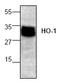 Heme Oxygenase 1 antibody, AP00140PU-N, Origene, Western Blot image 