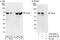 Cbl Proto-Oncogene Like 1 antibody, A302-969A, Bethyl Labs, Western Blot image 