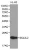 Bcl-2-like protein 2 antibody, TA326958, Origene, Western Blot image 