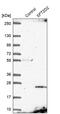 SFT2 Domain Containing 2 antibody, PA5-59914, Invitrogen Antibodies, Western Blot image 