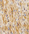 Presenilin-2 antibody, MBS9204662, MyBioSource, Immunohistochemistry frozen image 