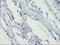 Forkhead Box I1 antibody, M07512, Boster Biological Technology, Immunohistochemistry paraffin image 