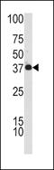 H36 antibody, LS-C99347, Lifespan Biosciences, Western Blot image 