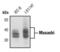 Musashi RNA Binding Protein 1 antibody, PA5-17464, Invitrogen Antibodies, Western Blot image 
