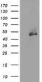 Histone Deacetylase 1 antibody, TA501999, Origene, Western Blot image 