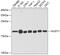 Nudix Hydrolase 1 antibody, 19-686, ProSci, Western Blot image 