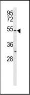 Caldesmon 1 antibody, orb322968, Biorbyt, Western Blot image 