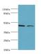CHRNA7 (Exons 5-10) And FAM7A (Exons A-E) Fusion antibody, LS-C377616, Lifespan Biosciences, Western Blot image 