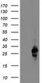 Regulator of G-protein signaling 16 antibody, TA504308S, Origene, Western Blot image 