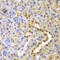 Glyoxalase I antibody, 18-395, ProSci, Immunohistochemistry frozen image 