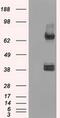 DNA repair protein XRCC4 antibody, MA5-24983, Invitrogen Antibodies, Western Blot image 