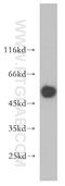 Dual Specificity Phosphatase 4 antibody, 10739-1-AP, Proteintech Group, Western Blot image 