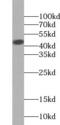Solute Carrier Family 14 Member 1 (Kidd Blood Group) antibody, FNab09345, FineTest, Western Blot image 