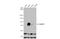 Polypeptide N-acetylgalactosaminyltransferase 3 antibody, GTX131628, GeneTex, Western Blot image 