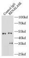Renalase, FAD Dependent Amine Oxidase antibody, FNab07238, FineTest, Immunoprecipitation image 