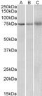 RP3 antibody, 42-280, ProSci, Western Blot image 