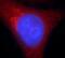 Heat shock protein HSP 90-beta antibody, FNab04053, FineTest, Immunofluorescence image 