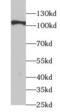 Thyroid Stimulating Hormone Receptor antibody, FNab09045, FineTest, Western Blot image 