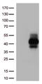 T Cell Immunoreceptor With Ig And ITIM Domains antibody, TA813031, Origene, Western Blot image 